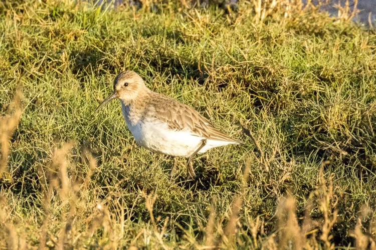 Dunlin bird in non-breeding plumage foraging in grassy field, Christmas birding sighting.