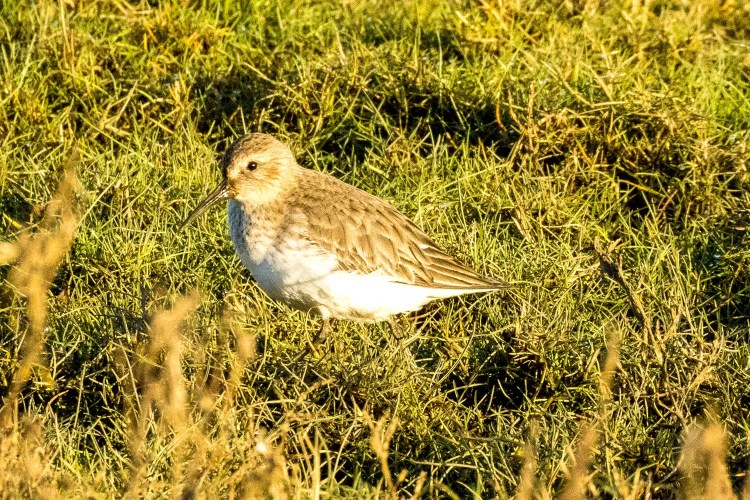 Dunlin bird foraging in grassy field. Winter plumage.