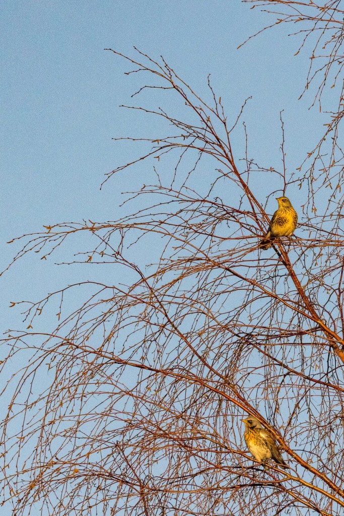 Two fieldfare birds perched on bare branches against a blue sky. Winter birding scene.