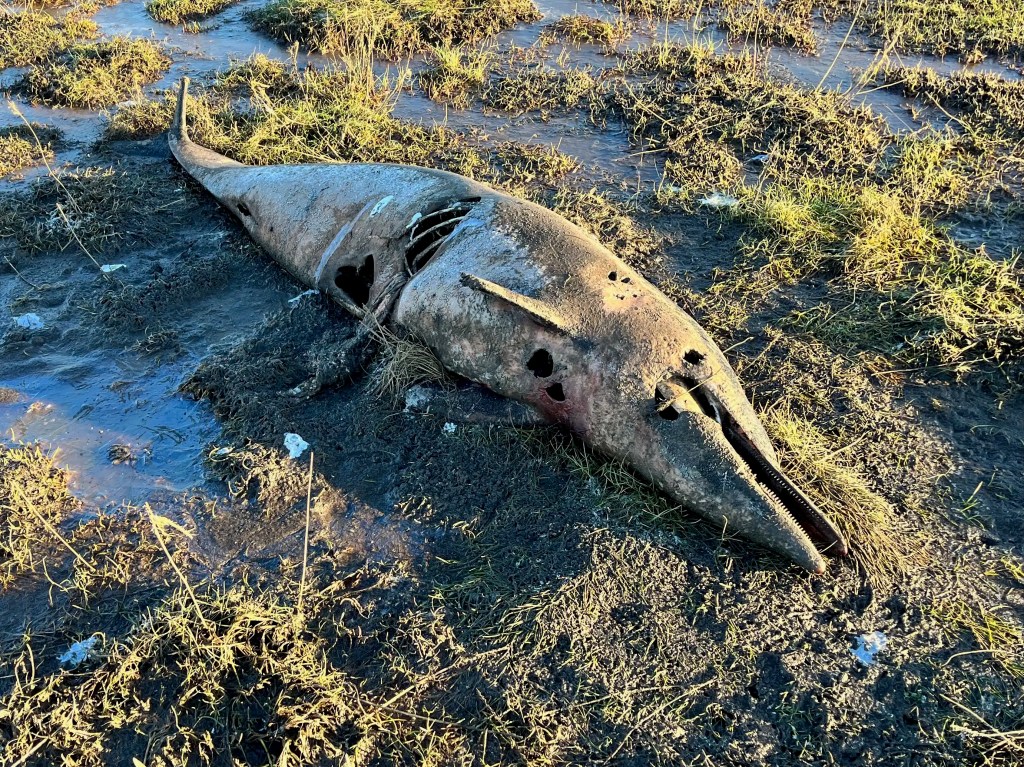 Decomposed dolphin carcass on muddy marshland.