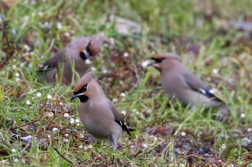 Bohemian Waxwings foraging for berries in grass. Birds with distinctive crests and black masks.