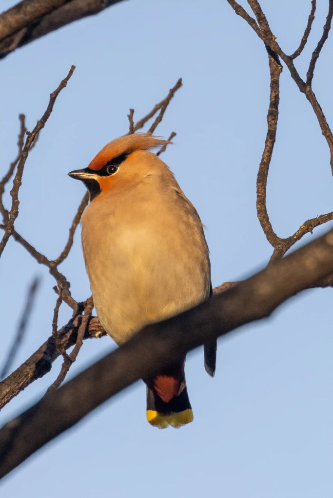 Waxwing perched on a branch, showing its distinctive crest and yellow tail markings.