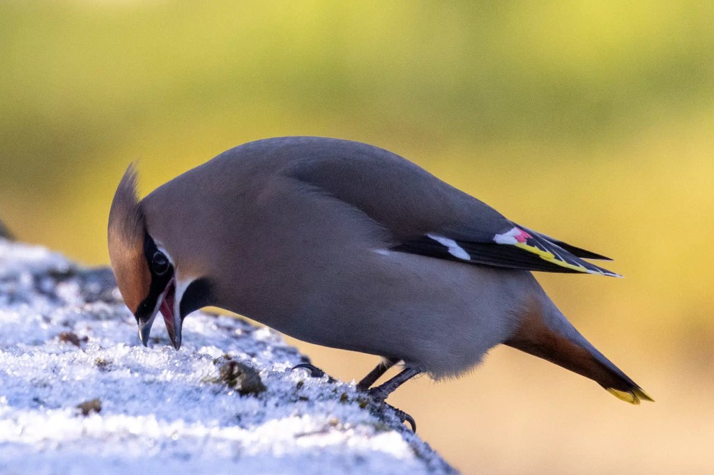 Waxwing eating berries from a snow-covered branch, with its distinctive crest and colorful wing markings.