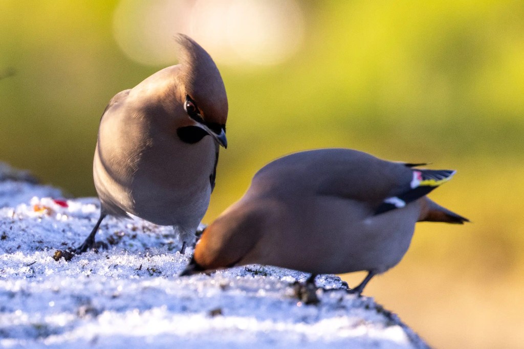 Two Bohemian Waxwings on a snowy surface, one with crest raised, fitting the blog title "Waxwing lyrical.
