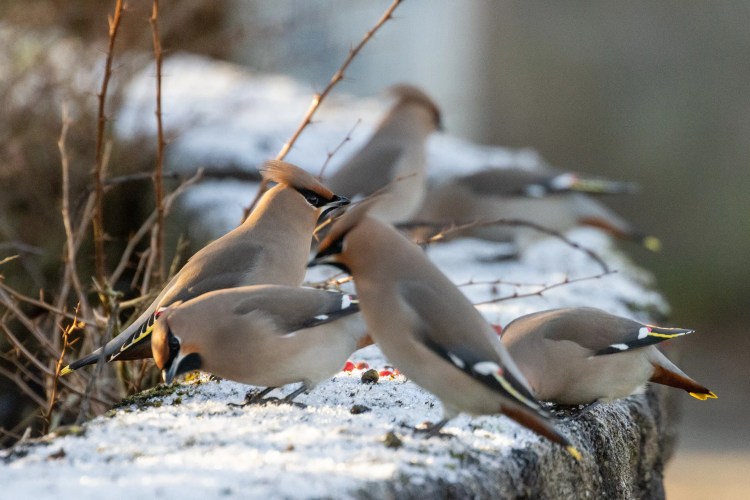 Waxwings feeding on berries. These birds are part of the waxwing lyrical theme of the blog.