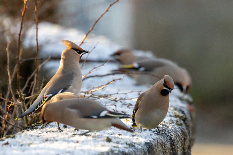 Waxwings perched on a snowy ledge, some foraging. "Waxwing lyrical" blog content image.