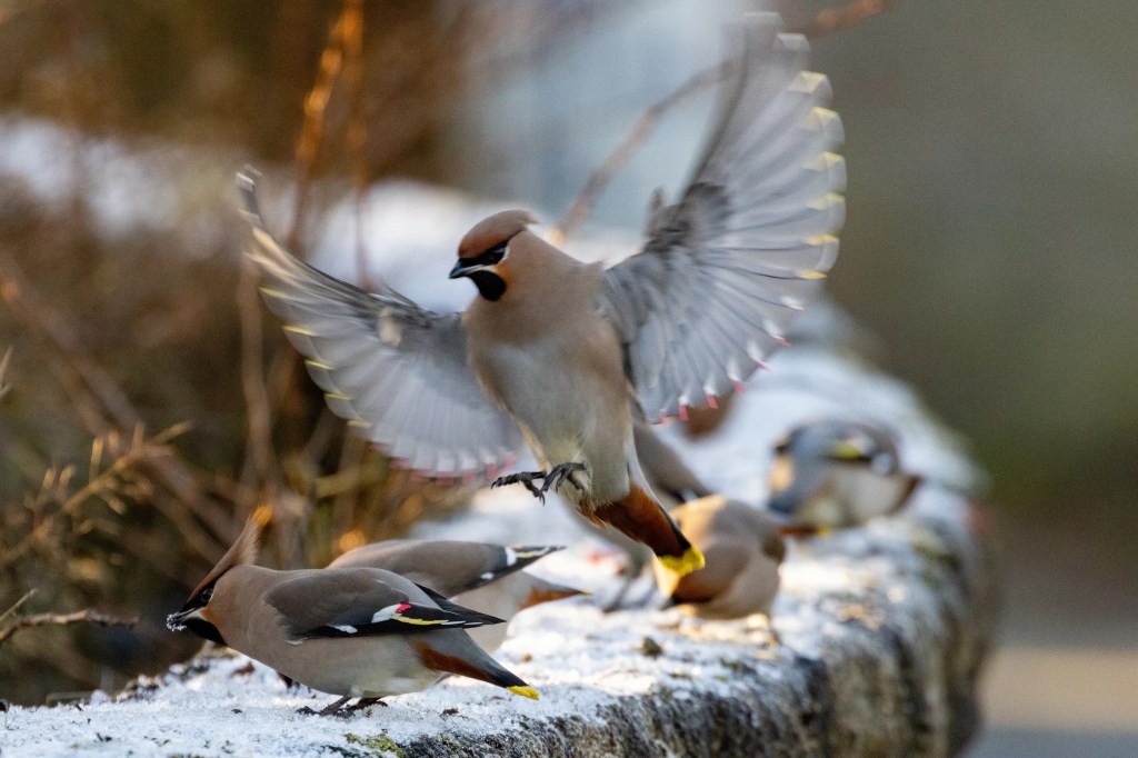 Waxwing bird landing among flock on snowy surface, wings spread.