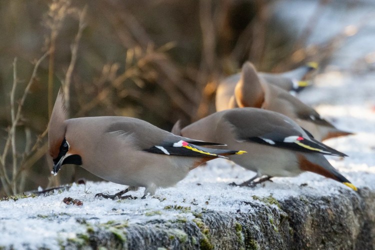 Waxwings foraging on a snowy surface. The birds have distinctive crests and colorful wing markings.