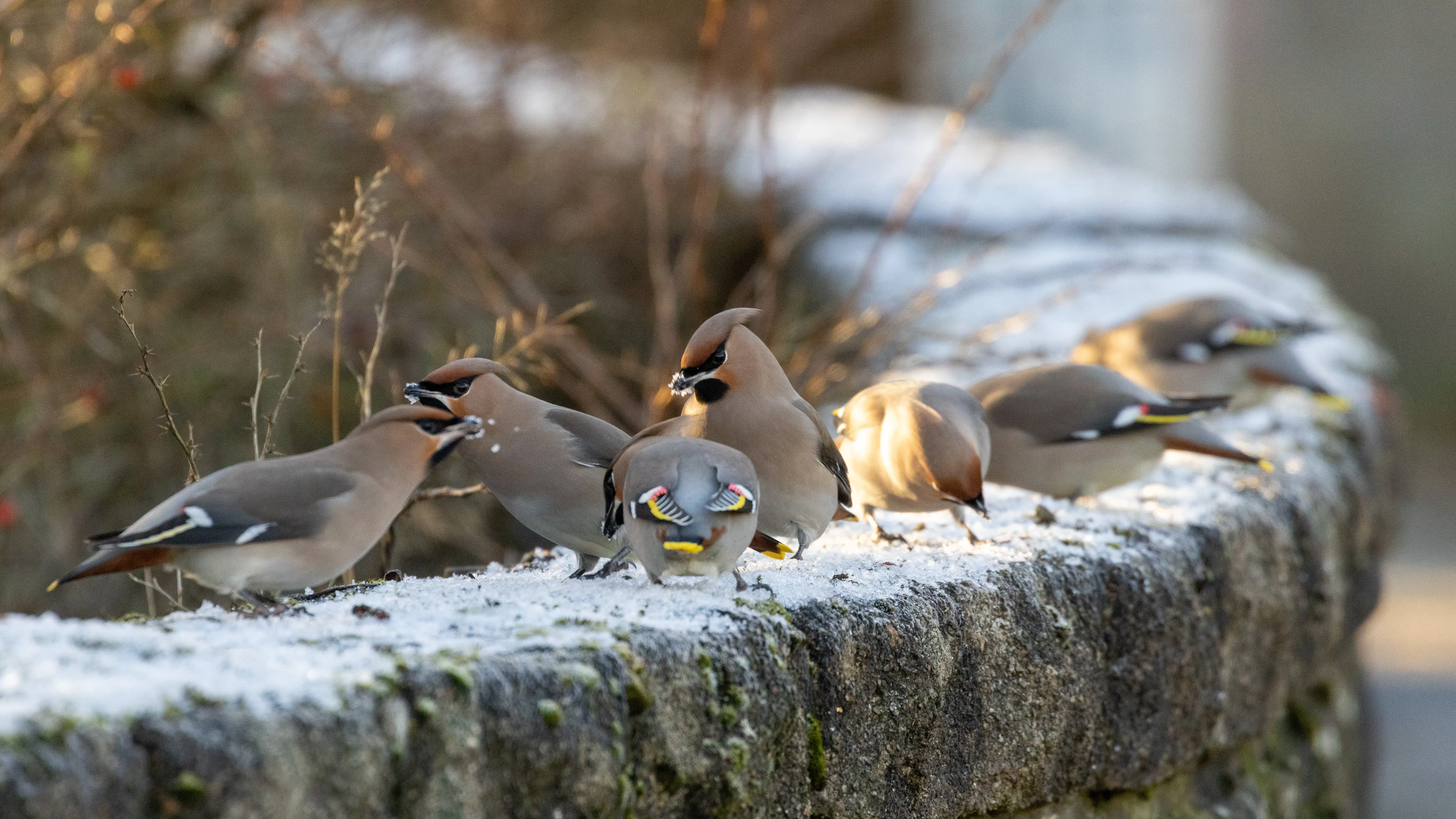 Flock of waxwing birds perched on a snowy stone wall, foraging for food in winter.