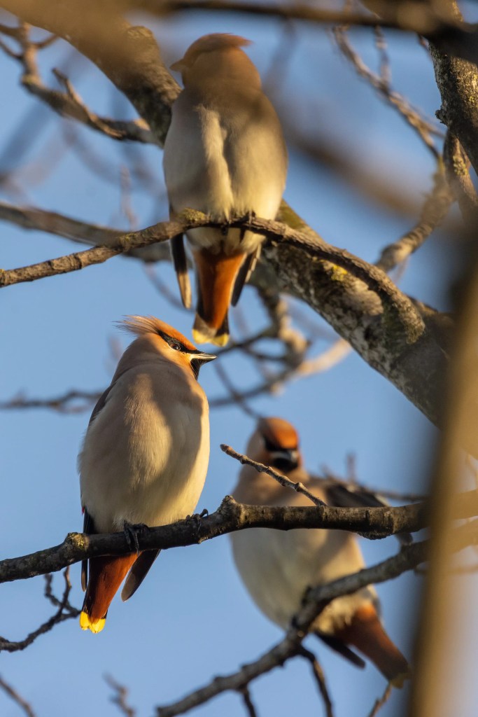 Waxwings perched on branches, blue sky background.