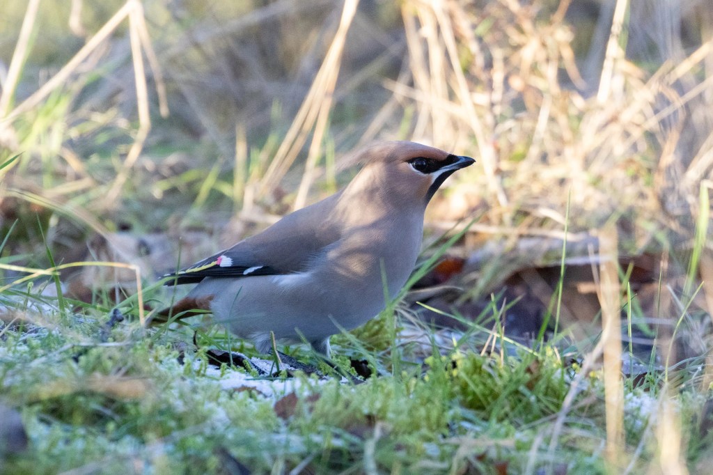 Waxwing bird foraging on the ground among grass and leaves, with a black eye stripe and crest.