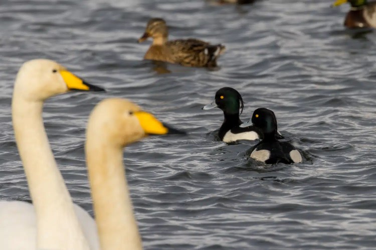 Swans and ducks swimming in water at Caerlaverock during winter.