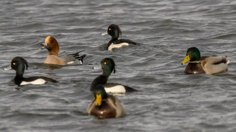 Ducks swimming in the water at Caerlaverock, winter wildlife.
