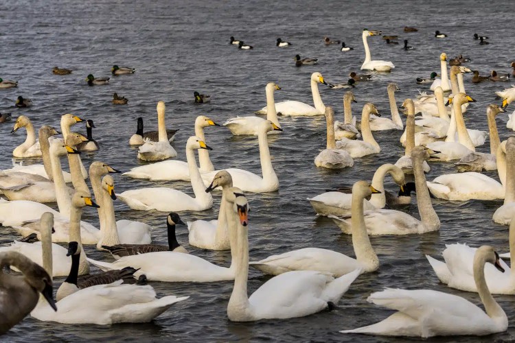 Swans and ducks swimming in Caerlaverock, a winter wonderland scene with many birds in the water.
