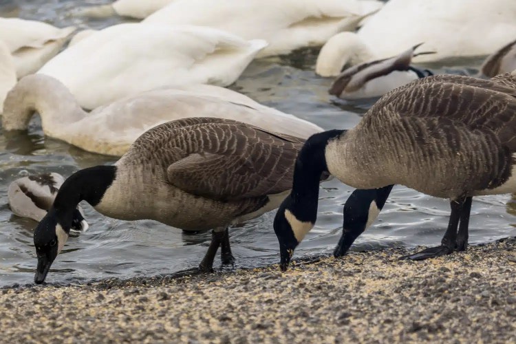 Canada geese and swans feeding at Caerlaverock during winter.