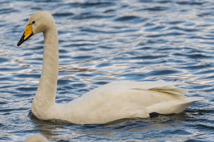 Whooper swan swimming in rippled water at Caerlaverock, a winter wonderland.