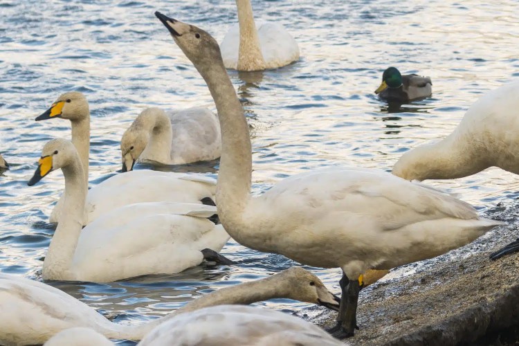 Whooper swans gather at Caerlaverock during winter, some standing near the water's edge.