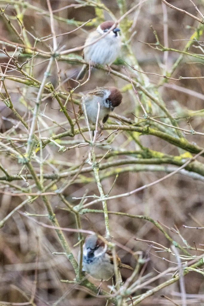 Three Eurasian tree sparrows perched in bare branches at Caerlaverock during winter.
