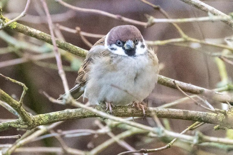 Eurasian tree sparrow perched on a branch at Caerlaverock, winter bird.