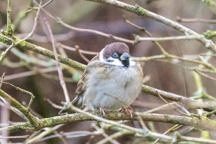 Eurasian tree sparrow perched on a branch in winter.