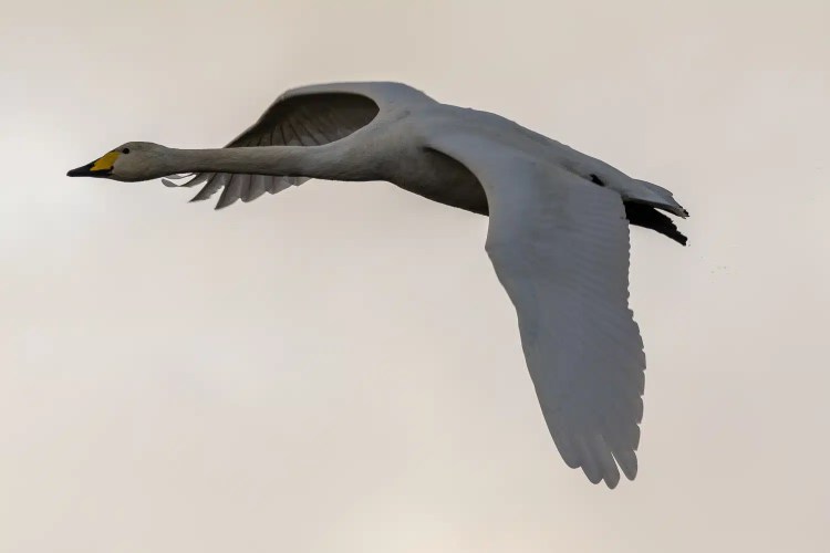 Whooper swan in flight against a pale sky at Caerlaverock, a winter wonderland.