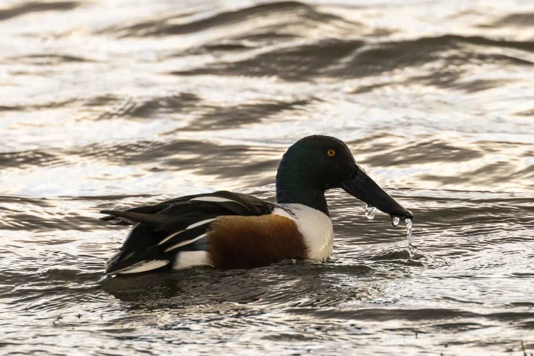 Northern Shoveler duck swimming in water at Caerlaverock, winter wildlife.