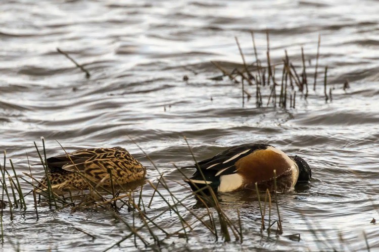 Two ducks diving for food in the water at Caerlaverock, winter wildlife.