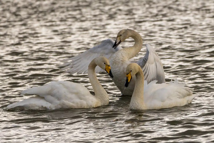Three Whooper Swans in the water at Caerlaverock during winter.