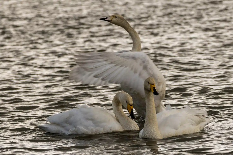 Three Whooper swans in water, one with wings raised. Winter scene at Caerlaverock.