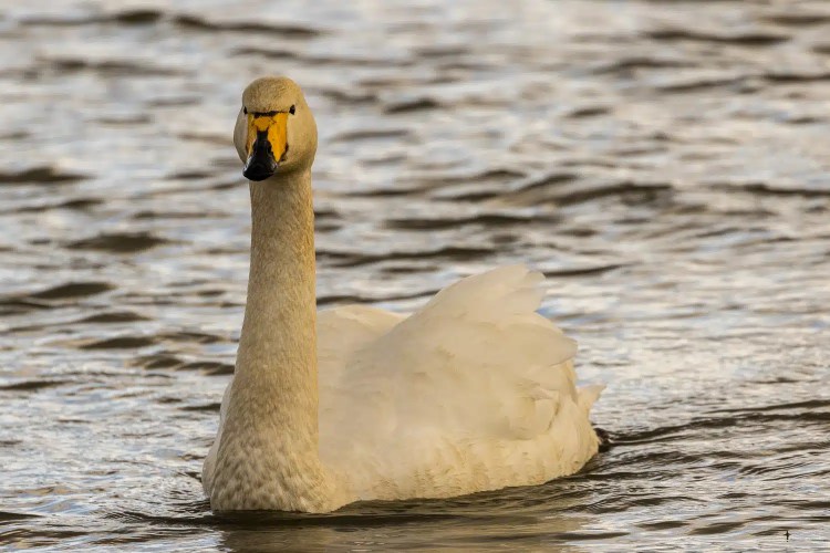 Whooper swan swimming in the water at Caerlaverock during winter.