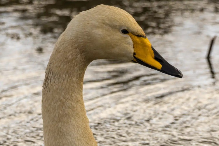 Whooper swan head and neck detail at Caerlaverock.