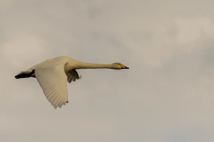 Whooper swan in flight against a cloudy sky at Caerlaverock, a winter wonderland.