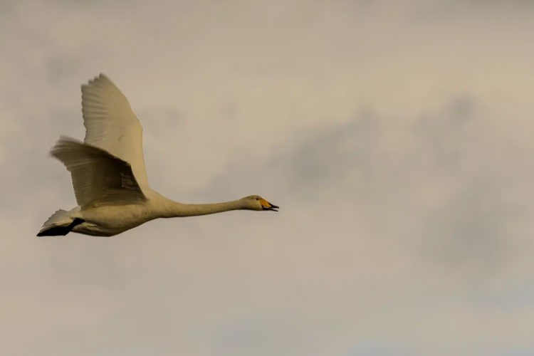 Whooper swan in flight against a cloudy sky at Caerlaverock, winter wonderland.