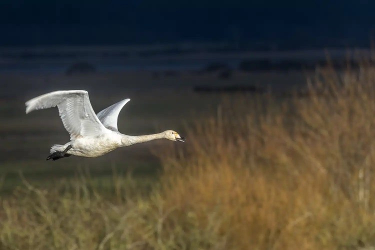 Whooper swan in flight over Caerlaverock, a winter wonderland.