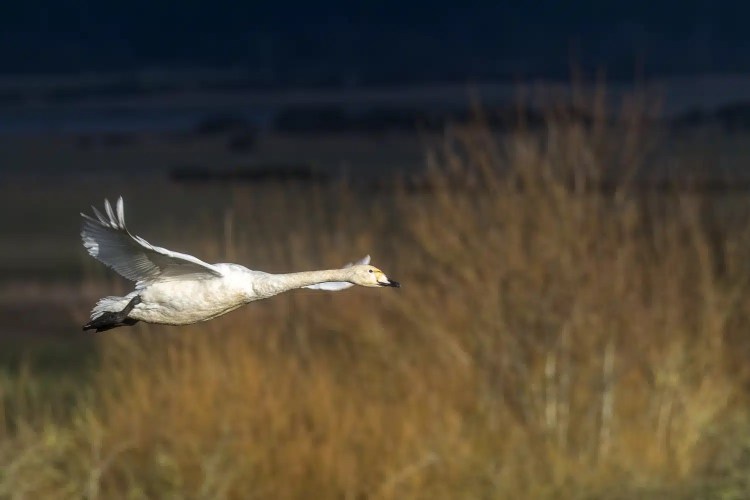 Whooper swan in flight at Caerlaverock, a winter wonderland.
