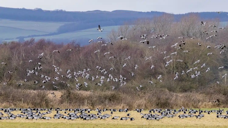 Barnacle geese flock taking flight at Caerlaverock, with more geese resting in the winter field.