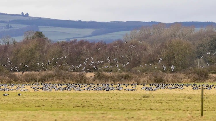 Barnacle geese in a field at Caerlaverock, some flying, with trees and hills in the background.
