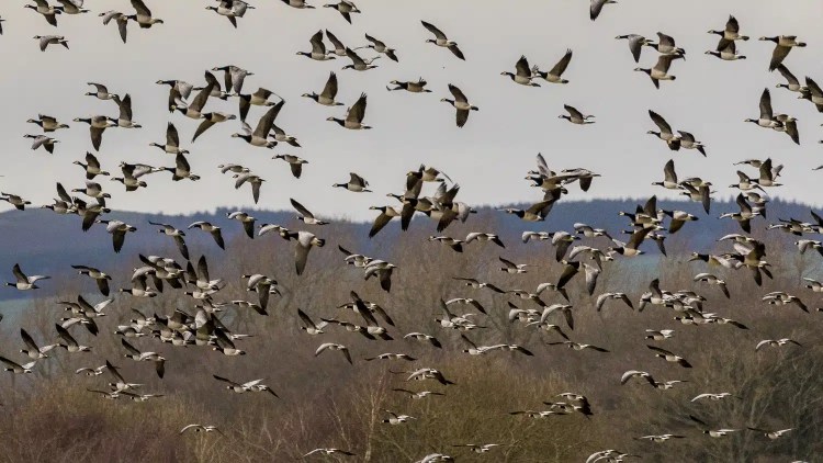 Barnacle geese in flight over Caerlaverock. A "Winter Wonderland" scene.