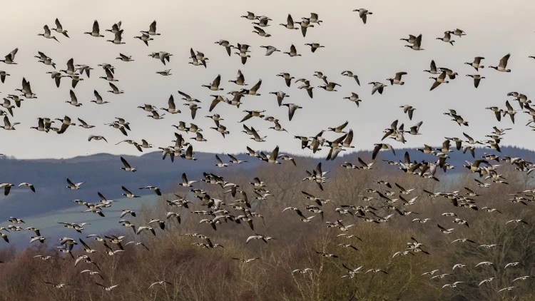 Large flock of barnacle geese flying over Caerlaverock's winter landscape.