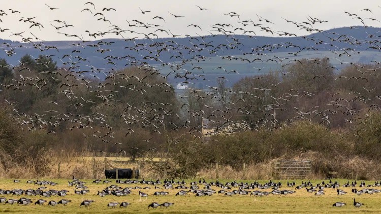 Barnacle geese flock soaring over Caerlaverock, with a field of geese feeding below.