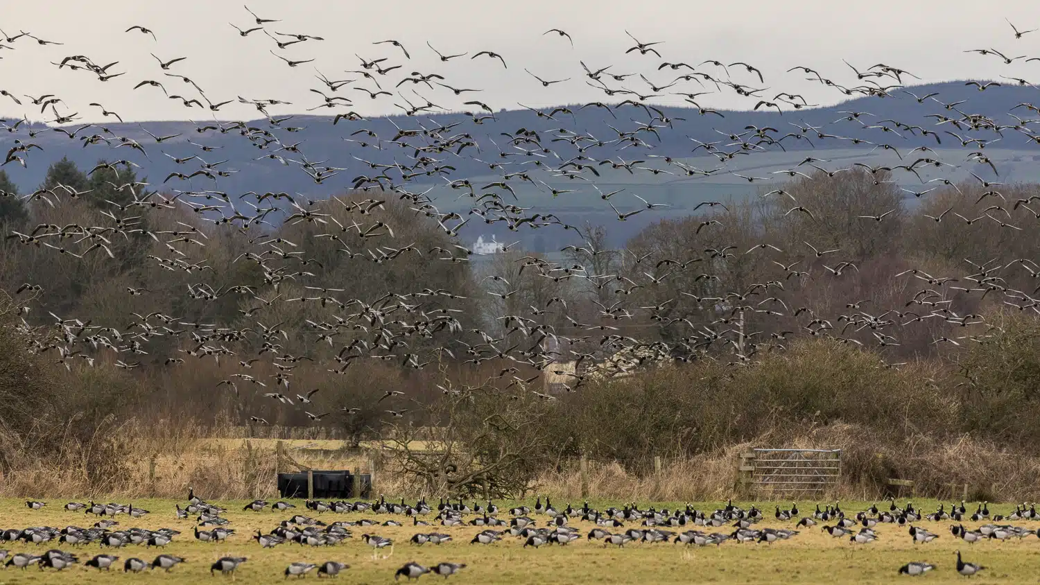 Barnacle geese flock at Caerlaverock: feeding in a field and flying over trees and hills.