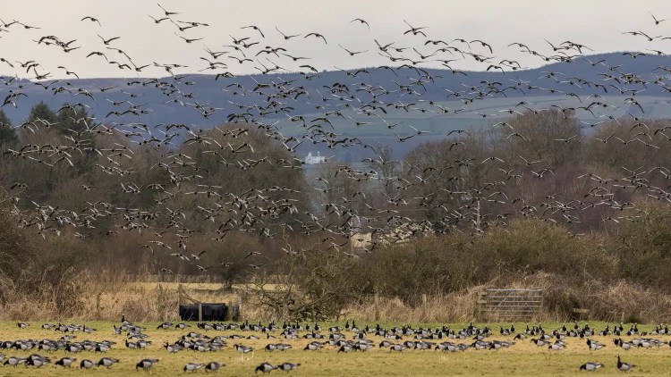 Barnacle geese flock at Caerlaverock: feeding in a field and flying over trees and hills.