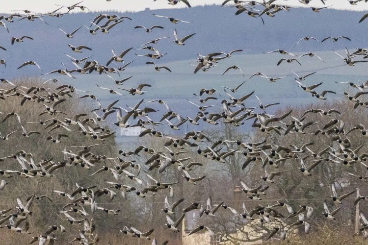 Barnacle geese in flight at Caerlaverock, a winter wonderland.