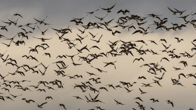 Flock of geese in flight against a gray sky, Caerlaverock Winter Wonderland.