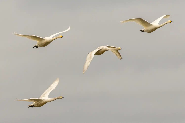 Whooper swans in flight against a gray sky, capturing the "Winter Wonderland at Caerlaverock" atmosphere.