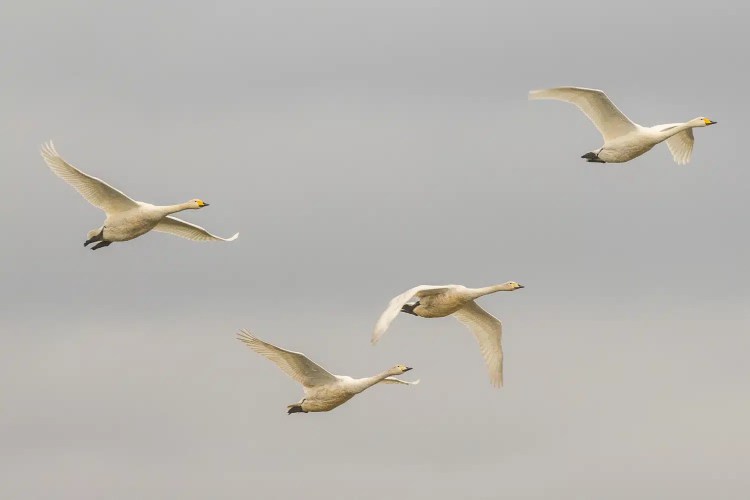 Whooper swans in flight against a grey sky, part of the Winter Wonderland at Caerlaverock.