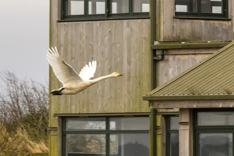 Whooper swan in flight against the backdrop of Caerlaverock's winter landscape.