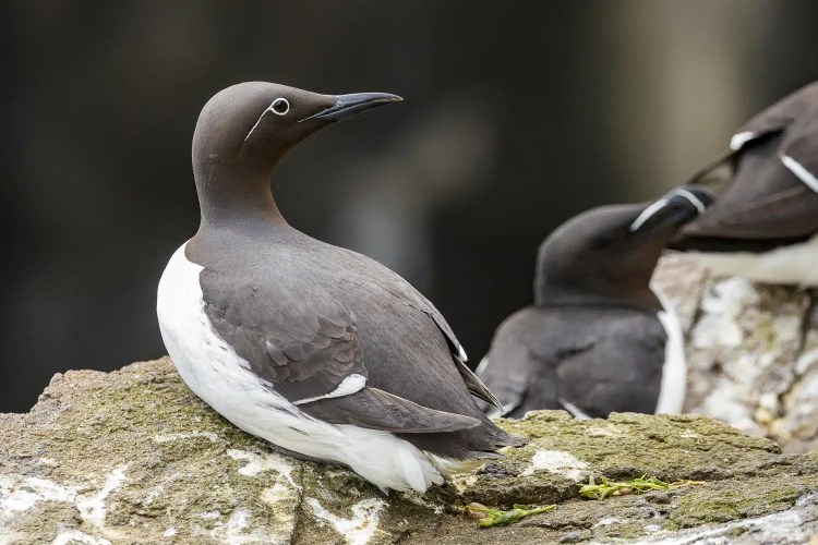Guillemot on the Isle of May, a seabird with dark plumage and white belly, perched on a rock.