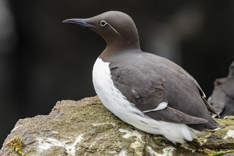 Guillemot on Isle of May rock. Black and white seabird with distinctive eye marking.