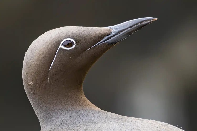 Black guillemot headshot on the Isle of May, showing its distinctive white wing patch and dark plumage.